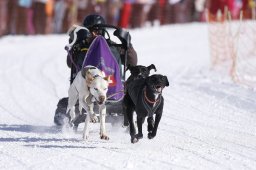 Lenk 2013